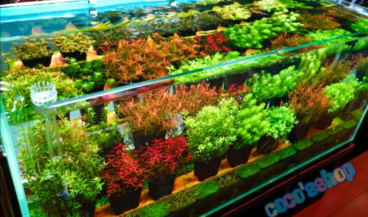 Amazon | （水草）ロタラsp hara 水中葉 10本 （バイオ濾過リング付き